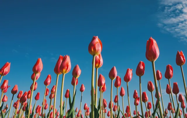 Tulpen tegen de blauwe lucht