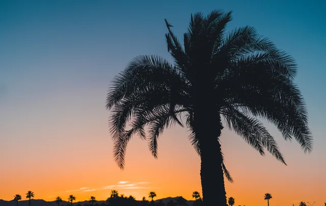 Palm bij schemering