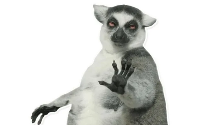 Pas sticker Lemur