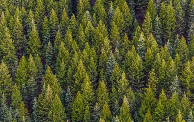 Forest - pinpas sticker