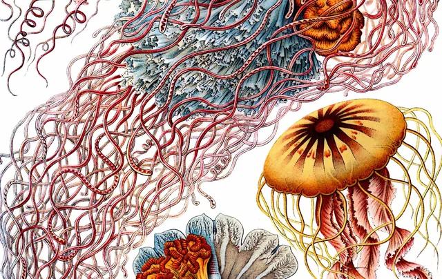 Kwallen (Haeckel) - pinpas sticker