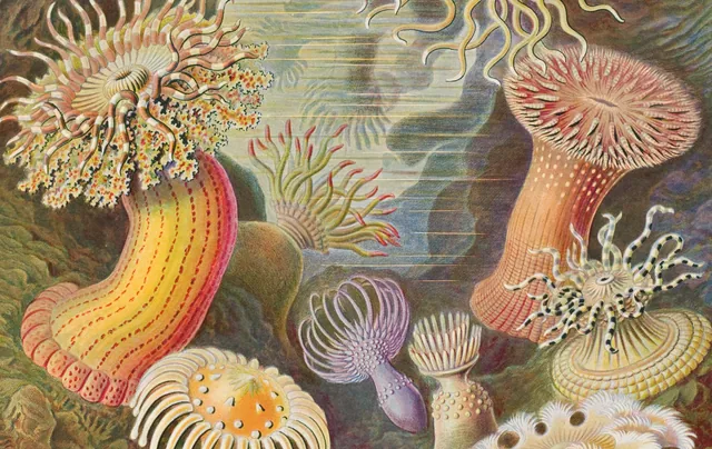 Pas sticker Zeeanemonen (Haeckel)