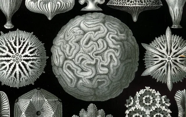 Koralen (Haeckel) - pinpas sticker