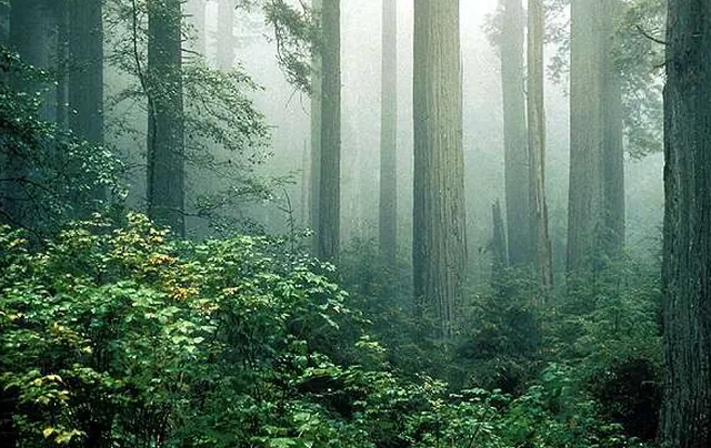 Pas sticker Redwoods in de mist