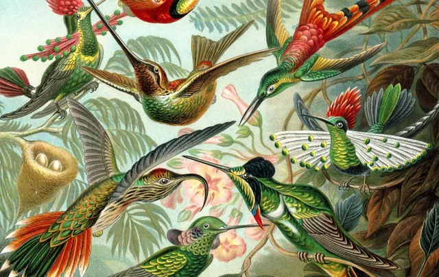 Kolibries (Haeckel) - pinpas sticker