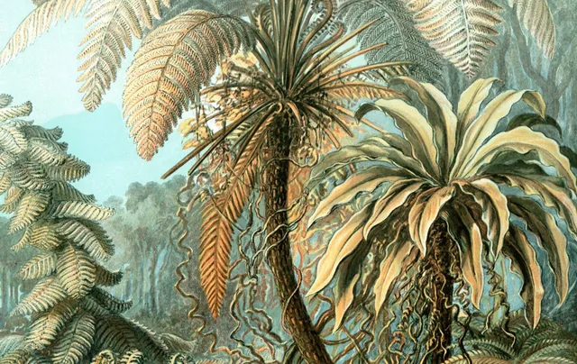 Varens (Haeckel) - pinpas sticker