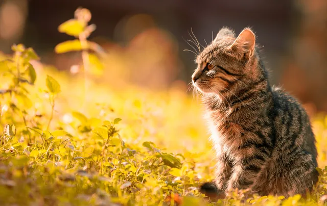 Kitten in herfstlicht