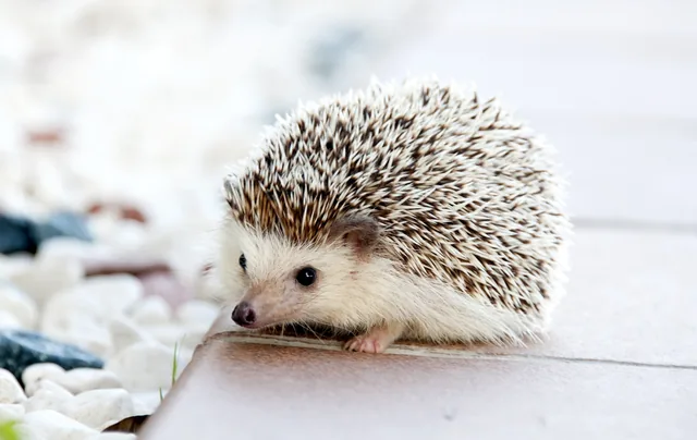 Baby-egel