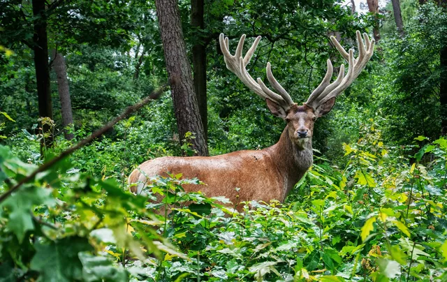 Edelhert op de Veluwe