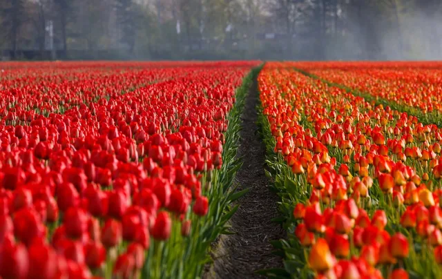 Tulpenrijen