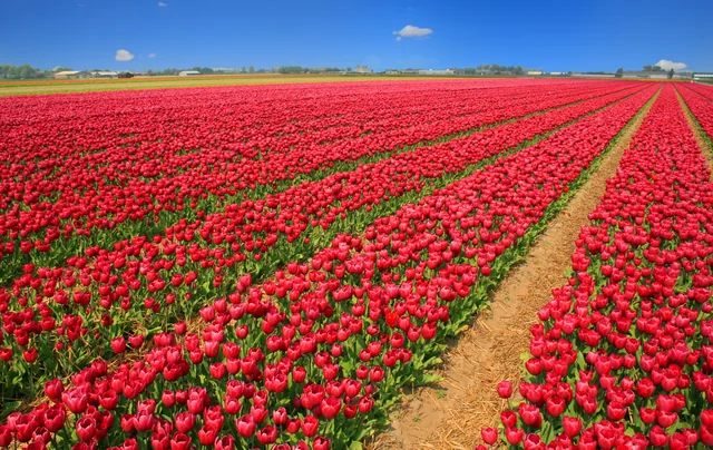 Rode tulpenvelden