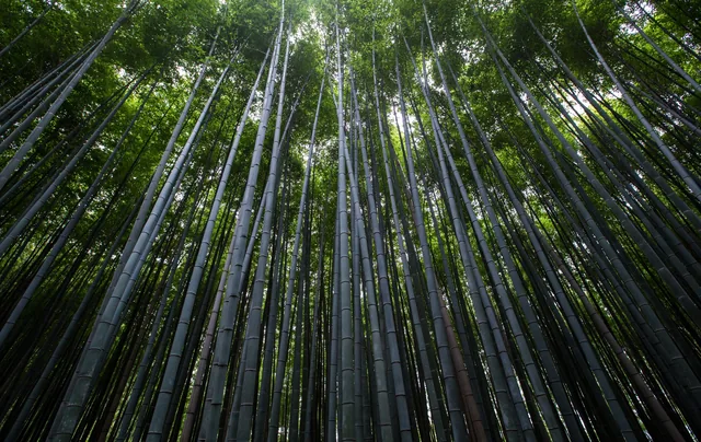 Bamboebos van Arashiyama