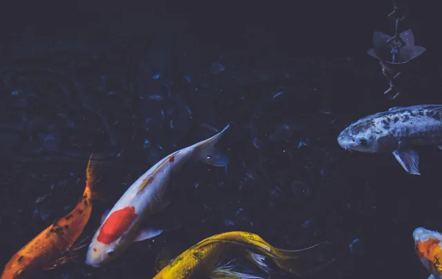 Koi